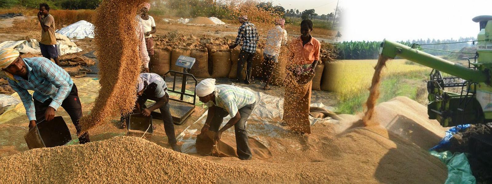 25 இலட்சம் மெட்ரிக் தொன் நெல் அறுவடை எதிர்பார்ப்பு